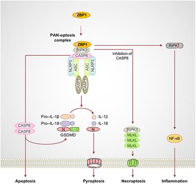 ZBP1 and TAK1: Master Regulators of NLRP3 Inflammasome/Pyroptosis, Apoptosis, and Necroptosis (PAN-optosis)